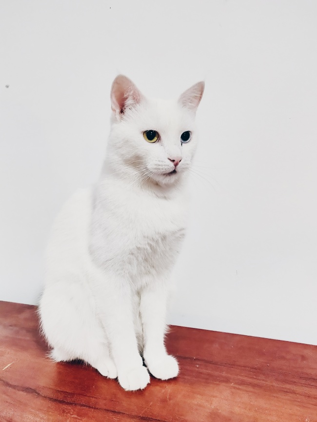 纯白色猫咪图片