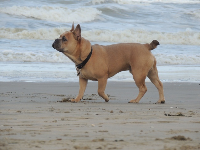 哈巴狗海边散步图片