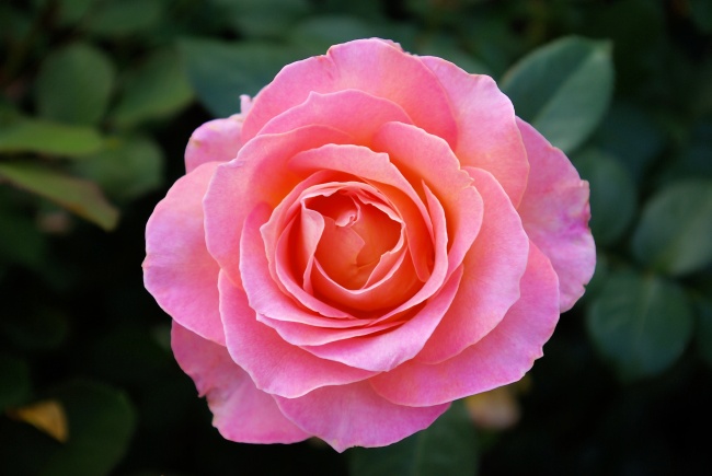粉红色玫瑰花朵图片