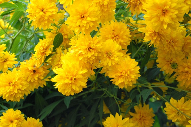 黄色菊花绽放图片