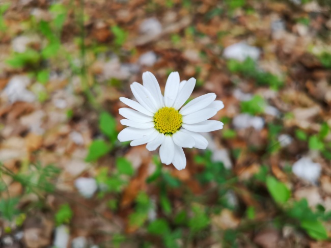 白色野菊花摄影图片