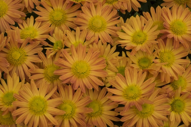 黄菊花花朵背景图片