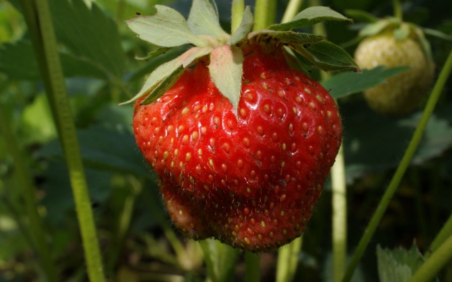 一颗红草莓特写图片