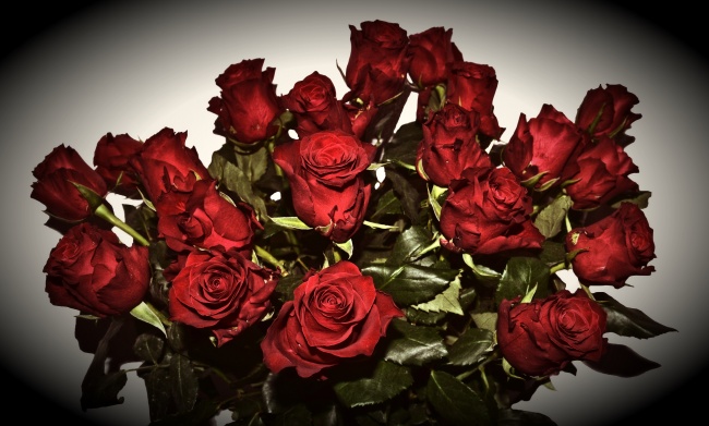红玫瑰花朵花束图片