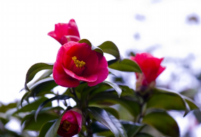 茶花花朵摄影图片