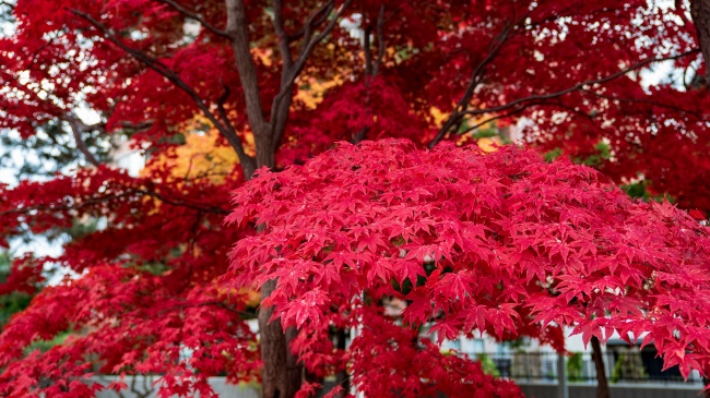 火红枫树叶图片