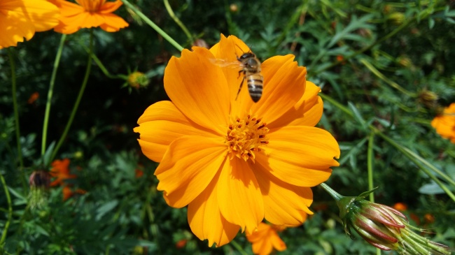 橙黄色罂粟花图片