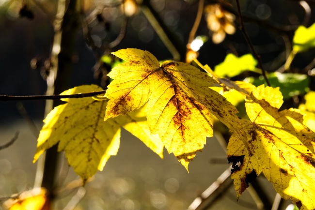 秋季黄叶图片