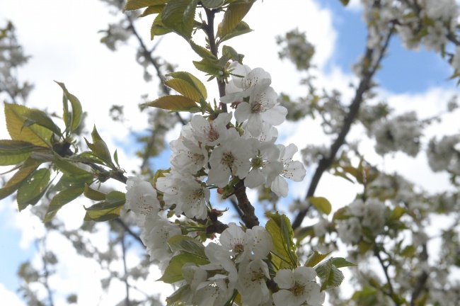 ‘~春天白色樱花开花图片  ~’ 的图片
