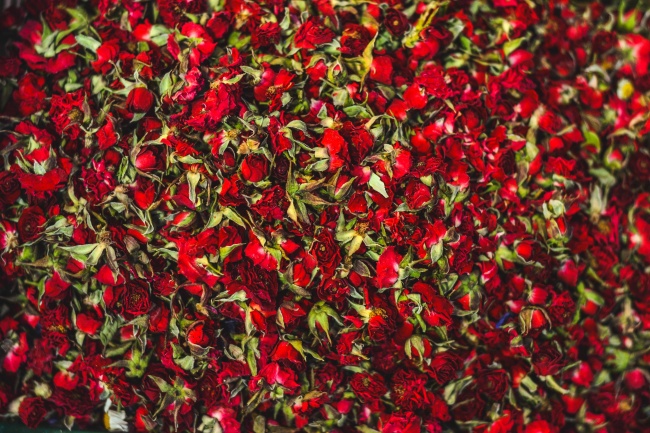 红色康乃馨花背景图片