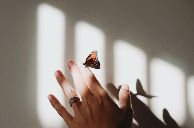 ‘~蝴蝶落在手上的图片  ~’ 的图片