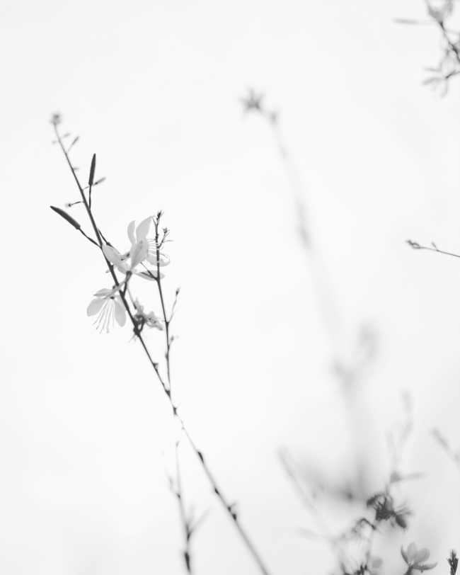 黑白淡雅花朵背景图片