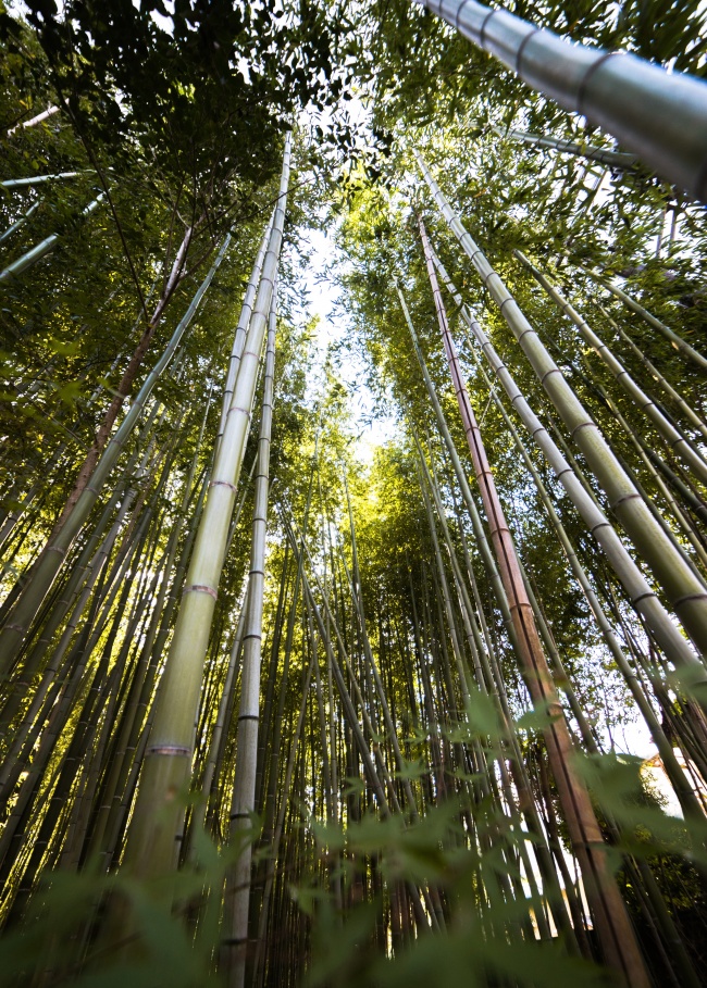 竹林高清图片