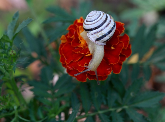 ‘~花朵上的小蜗牛图片  ~’ 的图片