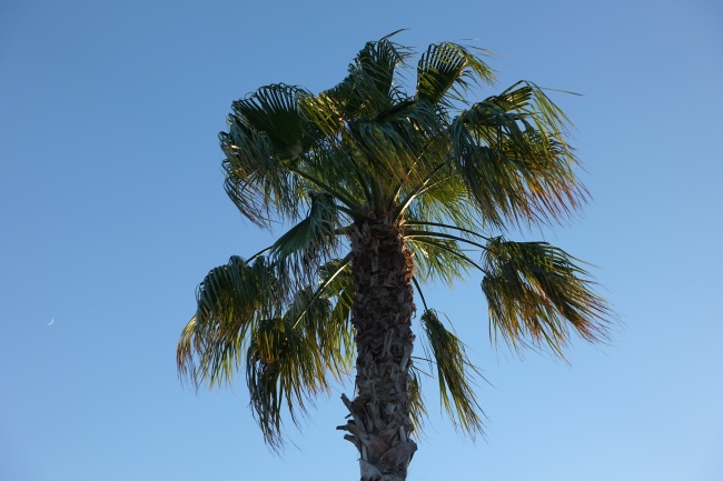 一颗秋季棕榈树图片