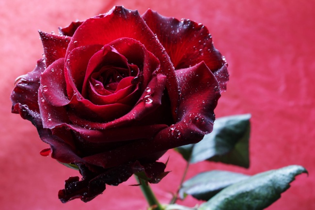 红色玫瑰水滴花朵图片