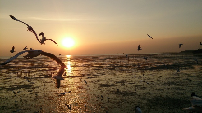 ‘~黄昏海面海鸥飞翔图片  ~’ 的图片