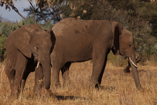 泰国两只野生大象图片