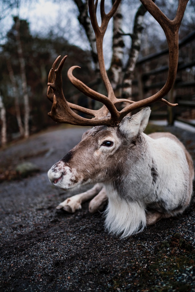 芬兰森林驯鹿图片