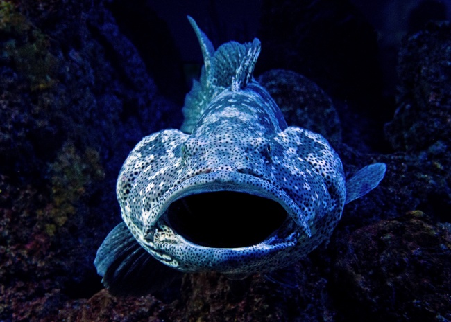 ‘~深海蓝色大嘴鱼图片  ~’ 的图片