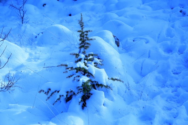 冬天积雪景观图片