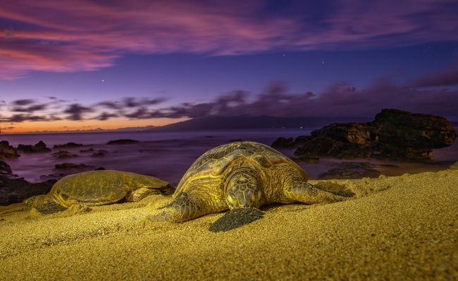 ‘~黄昏下沙滩海龟图片  ~’ 的图片