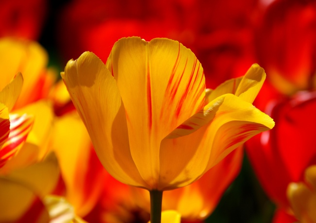 郁金香唯美花朵图片