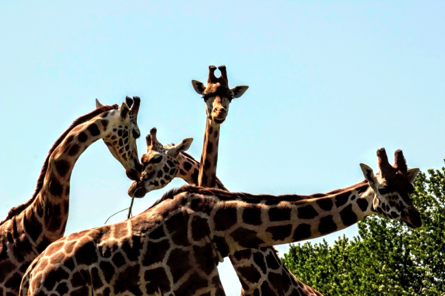 ‘~动物园长颈鹿群图片  ~’ 的图片