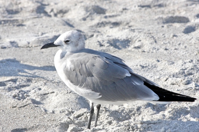 海滩灰色海鸥图片