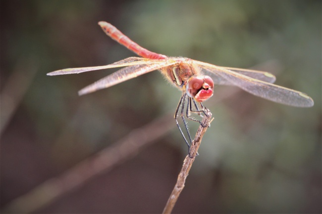 ‘~红蜻蜓摄影图片  ~’ 的图片