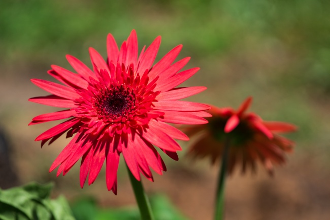 红色雏菊摄影图片