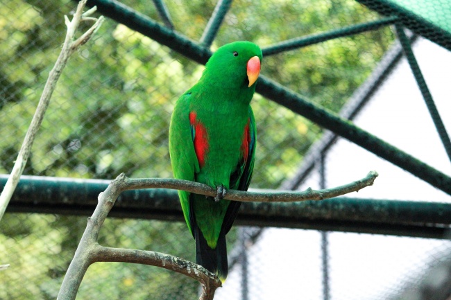 可爱翠绿色鹦鹉图片