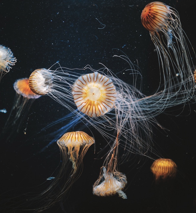 海冠水母图片