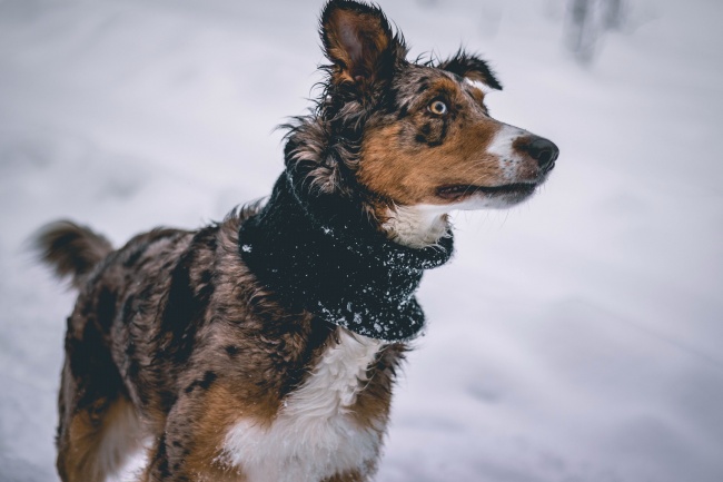 ‘~雪天猎犬狩猎图片  ~’ 的图片