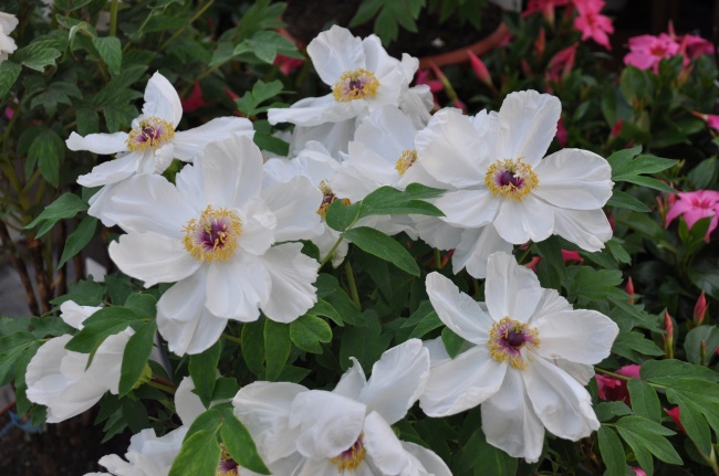 白色牡丹花朵图片