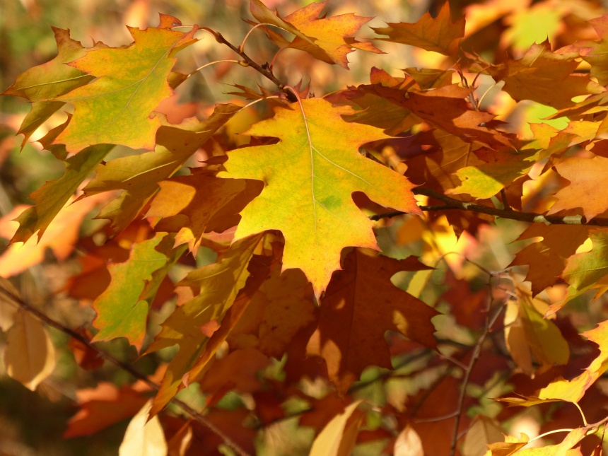 ‘~秋天金黄树叶图片  ~’ 的图片