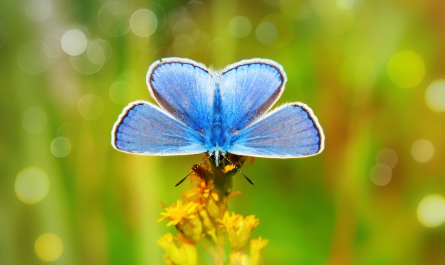 蓝色蝴蝶摄影图片