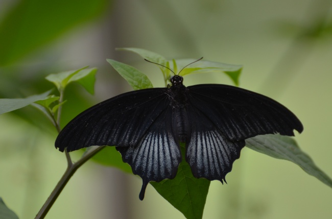 黑色燕尾蝴蝶图片