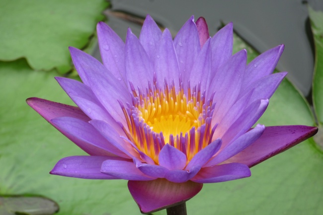 紫色莲花花朵图片