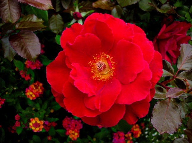 大红色玫瑰花朵图片