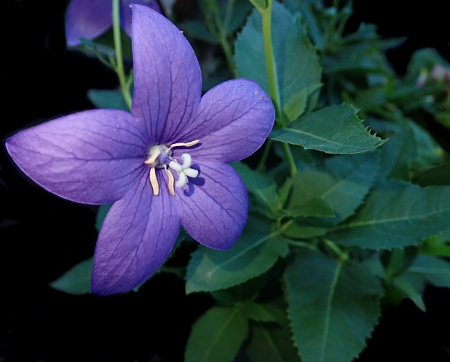 紫色风铃花朵图片