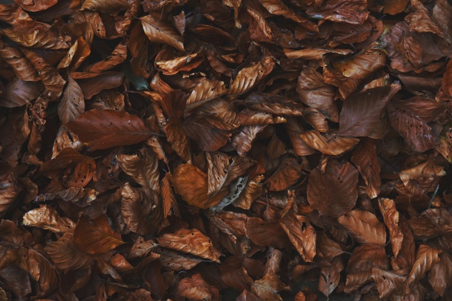 干枯的树叶背景图片