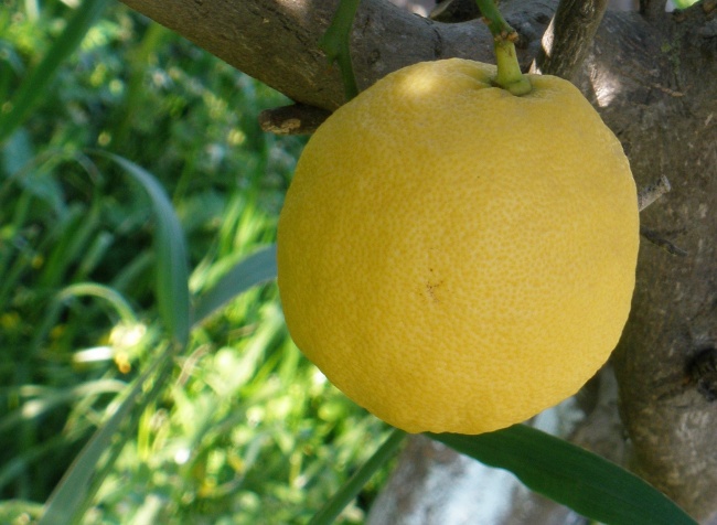 枝头黄柠檬图片