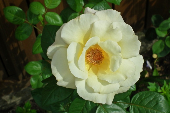 白玫瑰花朵开花图片