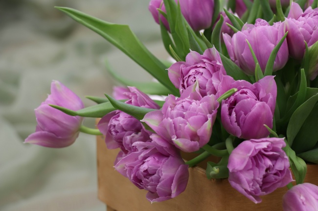 淡紫色郁金香花图片