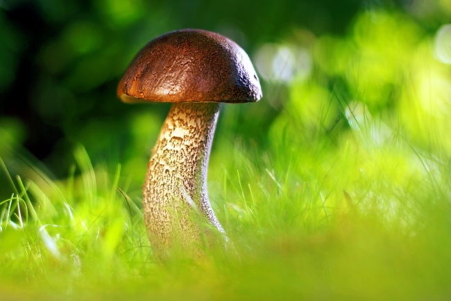 野蘑菇摄影唯美图片