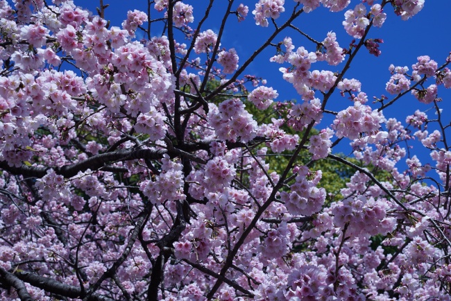 樱桃树樱花观赏图片