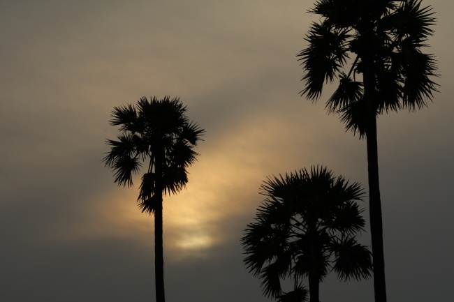 日出棕榈树剪影图片