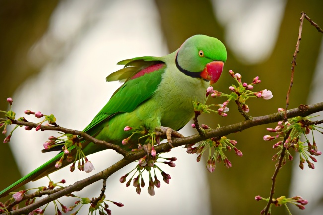 可爱绿色小鹦鹉图片