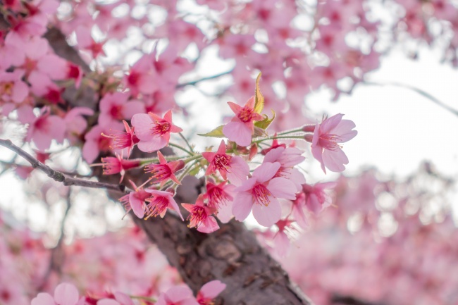 春天唯美粉色樱花图片